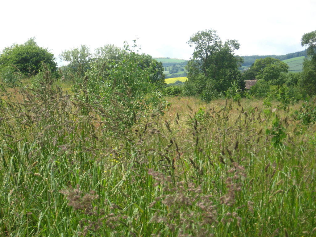 Walford Court Bed and Breakfast Leintwardine Esterno foto