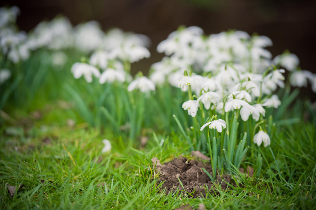 Walford Court Bed and Breakfast Leintwardine Esterno foto