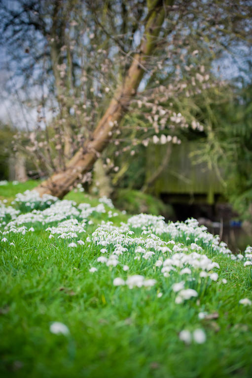 Walford Court Bed and Breakfast Leintwardine Esterno foto